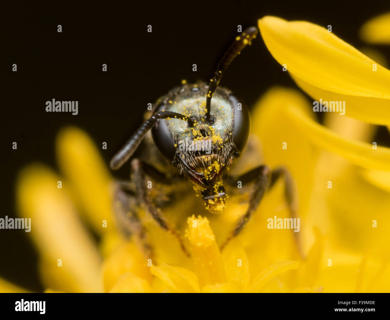 Dunkle Biene in Schweiß (Früchte) extrahiert Pollen aus einer gelben Blume Stockfoto