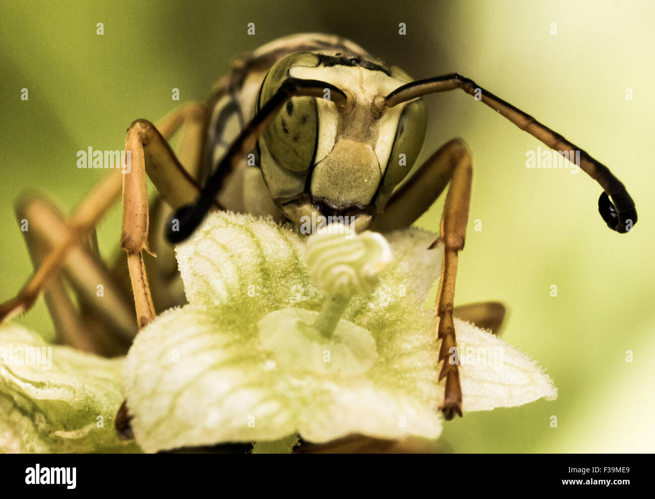 Gelbe Wespe auf kleine grüne Blume Stockfoto