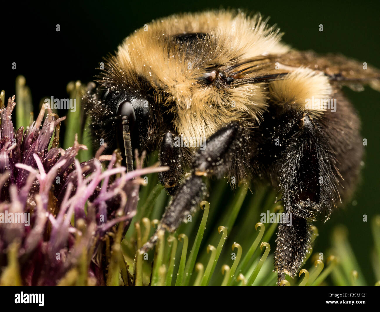 Bumble-Bee-Profil auf grün und lila Blume Stockfoto