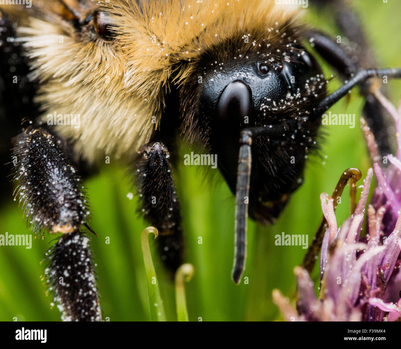 Hummel hautnah auf grün und lila Blume Stockfoto