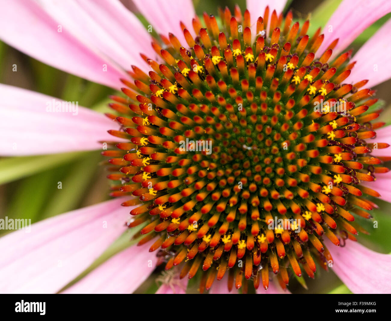 Nahaufnahme der Echinachea Blume zeigt gelbe Krone unter roten Staubfäden Stockfoto