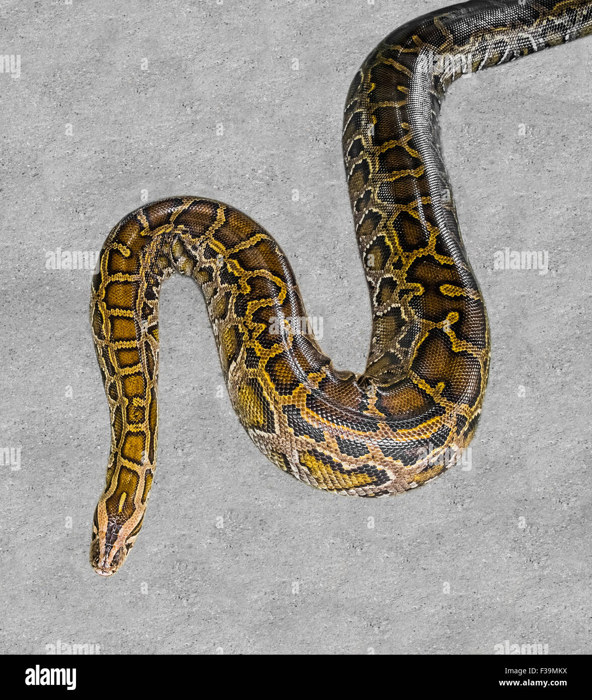 Nahaufnahme eines großen retikuliert Tigerpython Stockfoto