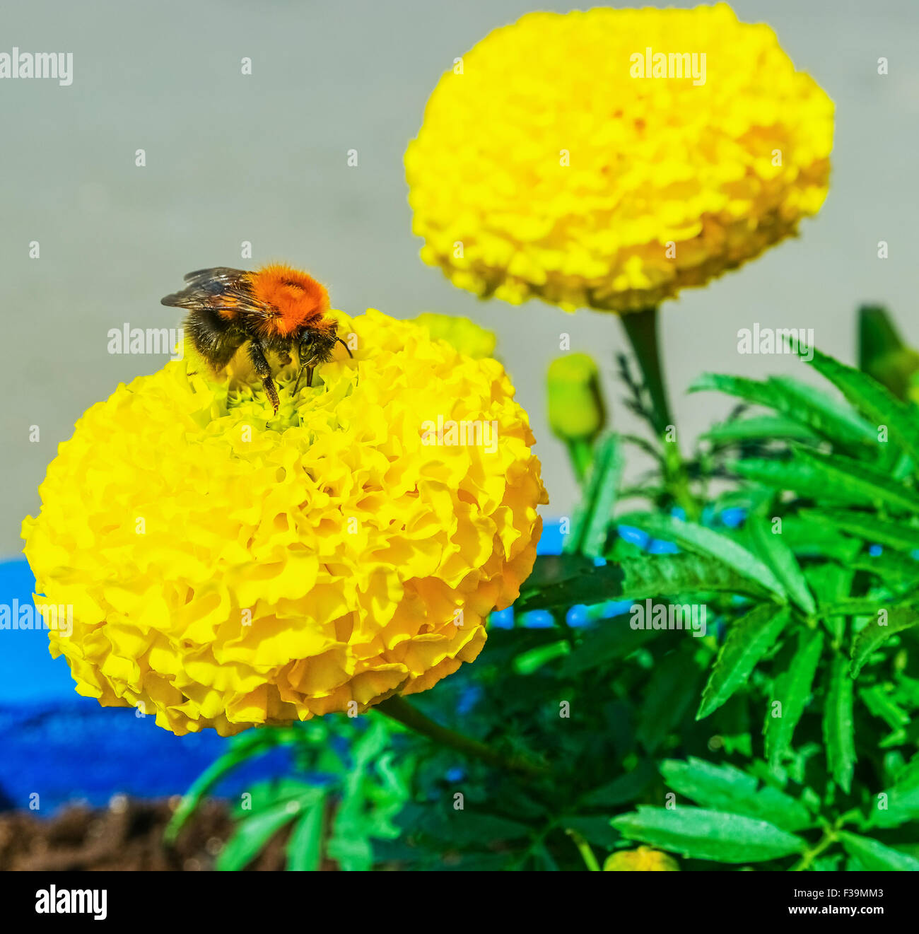 Bumblebee sammelt Nektar auf eine gelbe Blume Stockfoto