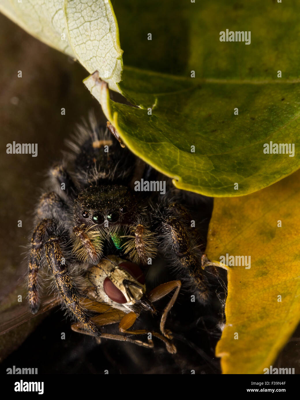 Schwarze Spinne mit glänzend grünen Mund springen frisst fliegen mit roten Augen auf Blatt. Stockfoto