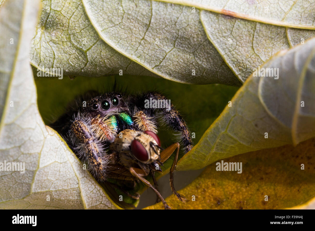 Schwarze Spinne mit glänzend grünen Mund springen frisst fliegen mit roten Augen auf Blatt. Stockfoto