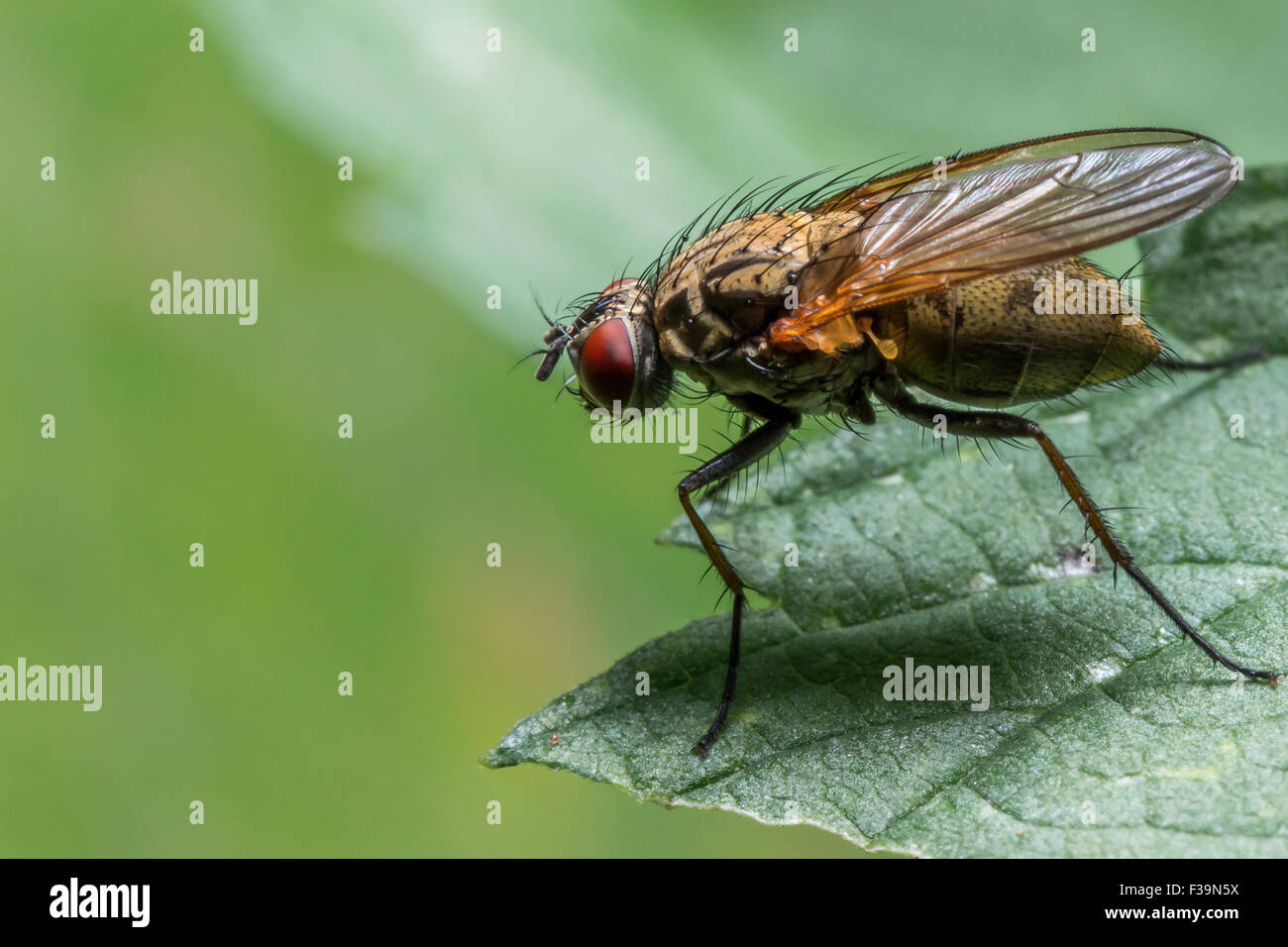 Stubenfliege mit roten Augen auf grünes Blatt Stockfoto