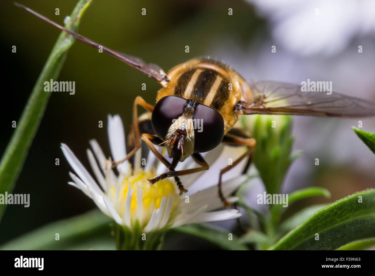 Geradeaus weiter Blick auf Hoverfly mit Biene-ähnliche Färbung auf weiße Aster Blüte Stockfoto