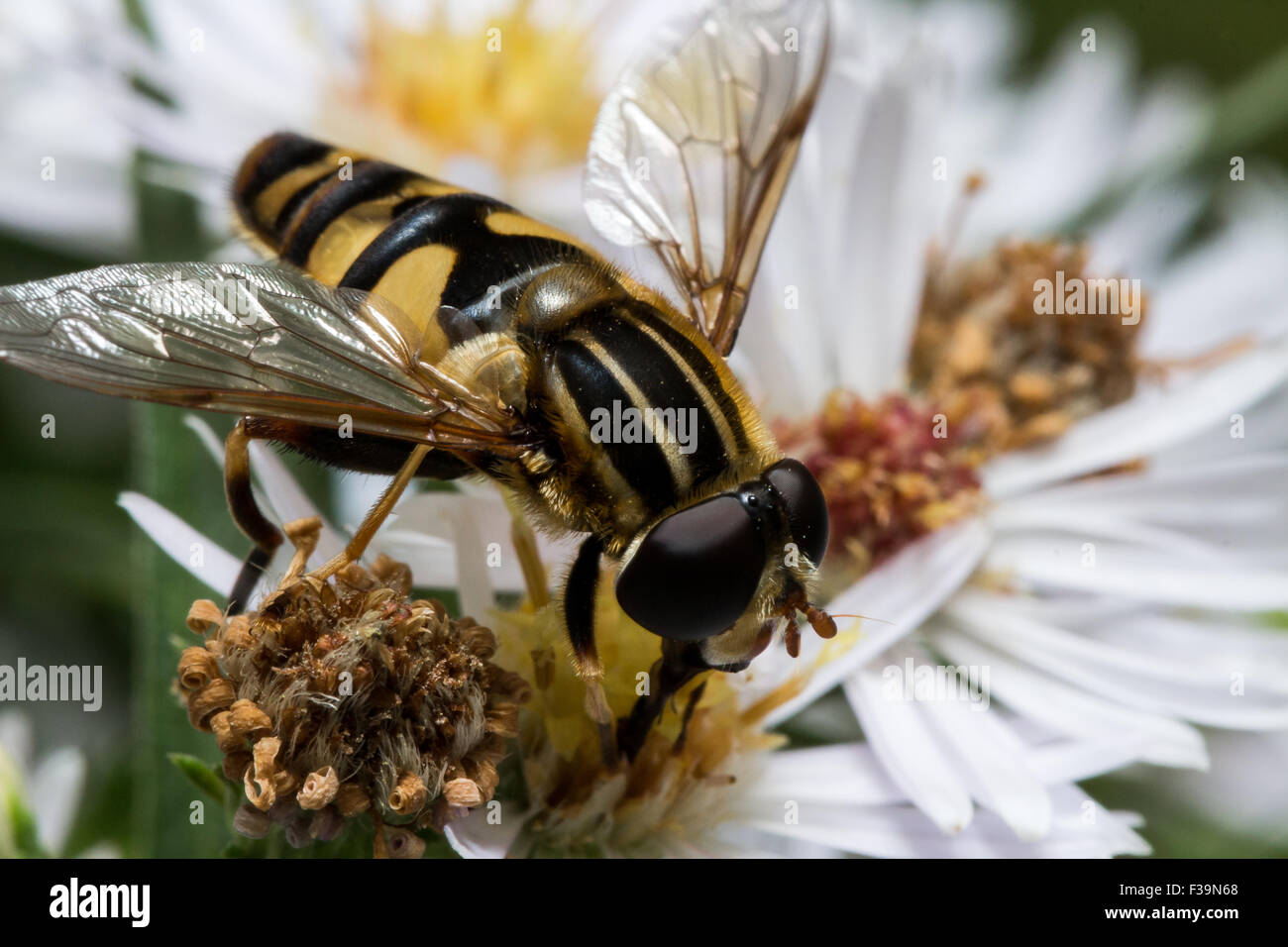 Hoverfly mit Biene-ähnliche Färbung extrahiert Pollen aus weißen Aster Blume Stockfoto