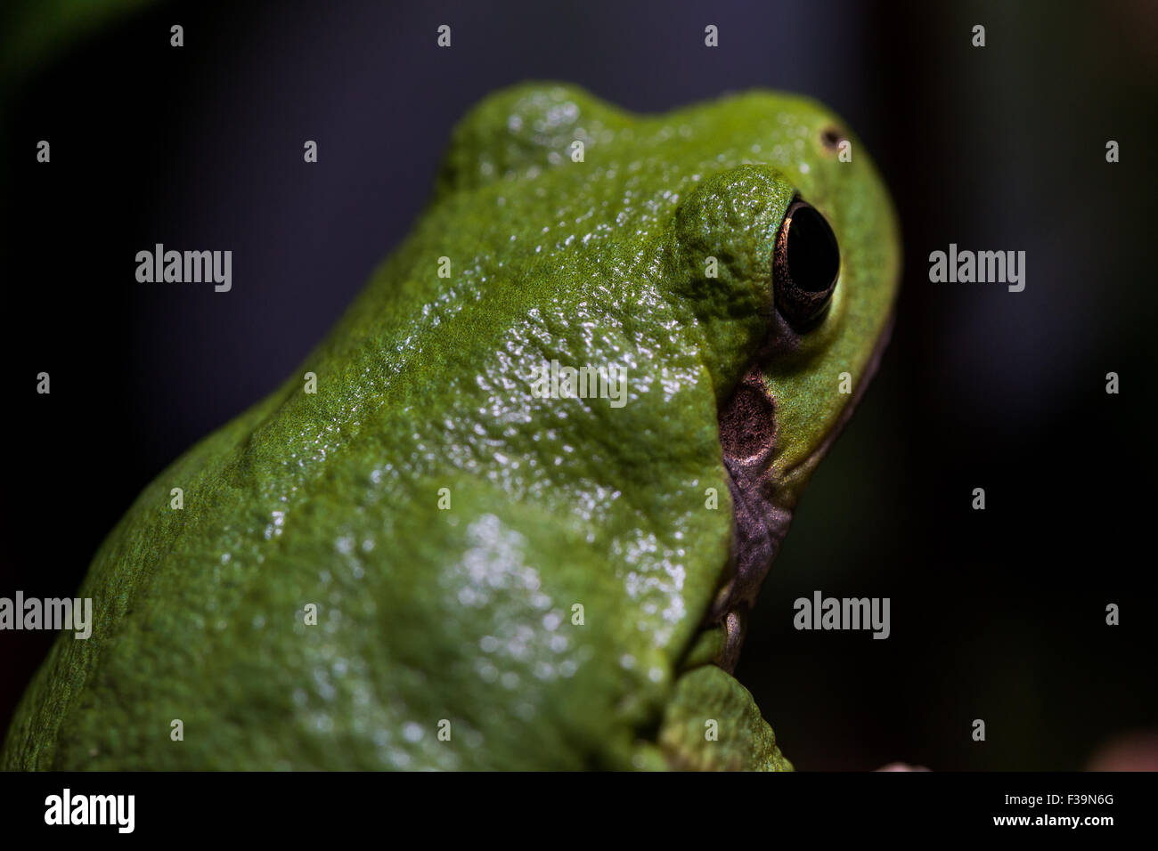 Grüne glänzende Laubfrosch schaut Weg, mit dunklem Hintergrund Stockfoto
