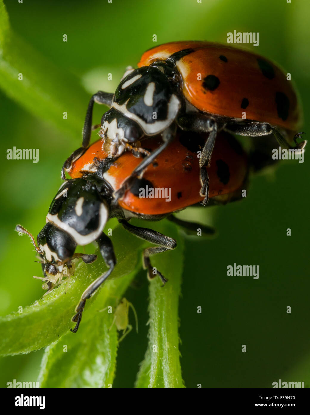 Marienkäfer genießt einen Snack während der Teilnahme an anderen Aktivitäten Stockfoto