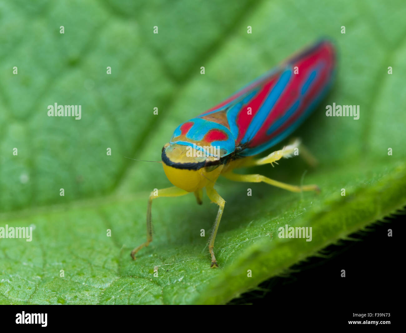 Leuchtend rote und blaue Blatt Trichter auf grünes Blatt Stockfoto