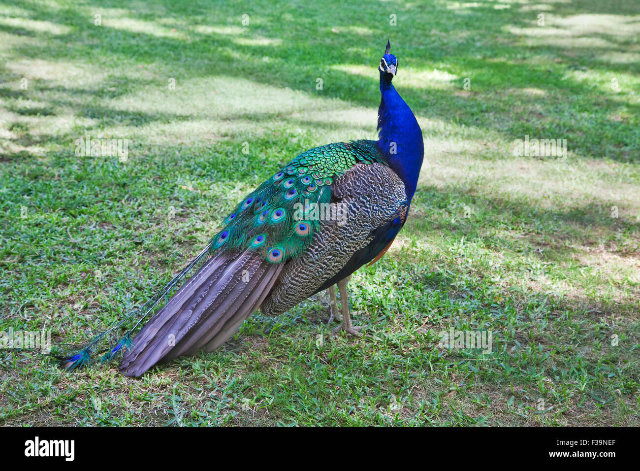 Pfau, stehend auf einer Wiese an einem sonnigen Tag Stockfoto