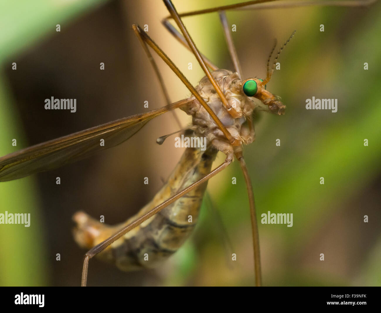 Crane Fly (Mosquito Hawk) mit leuchtend grünen Augen Nahaufnahme Profil Stockfoto