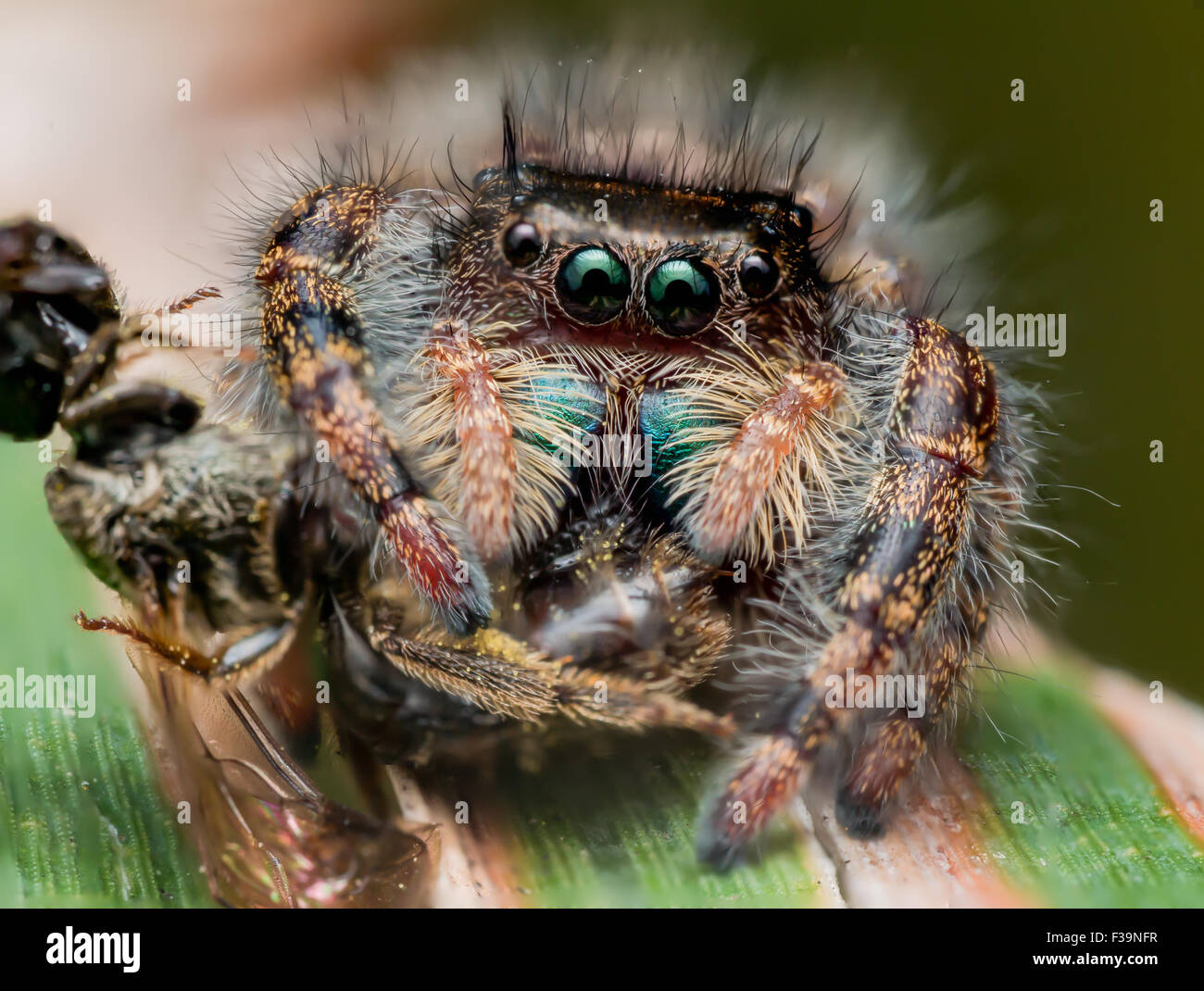 Jumping Black Spider mit glänzend grünen Mund frisst Wespe mit Pollen bedeckt Stockfoto