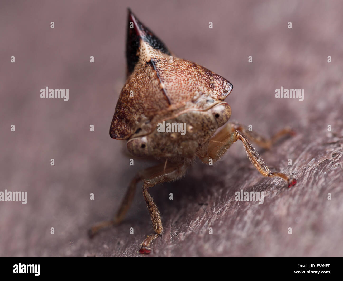 Tiny juvenile Zikade mit großen schwarzen Fin portrait Stockfoto