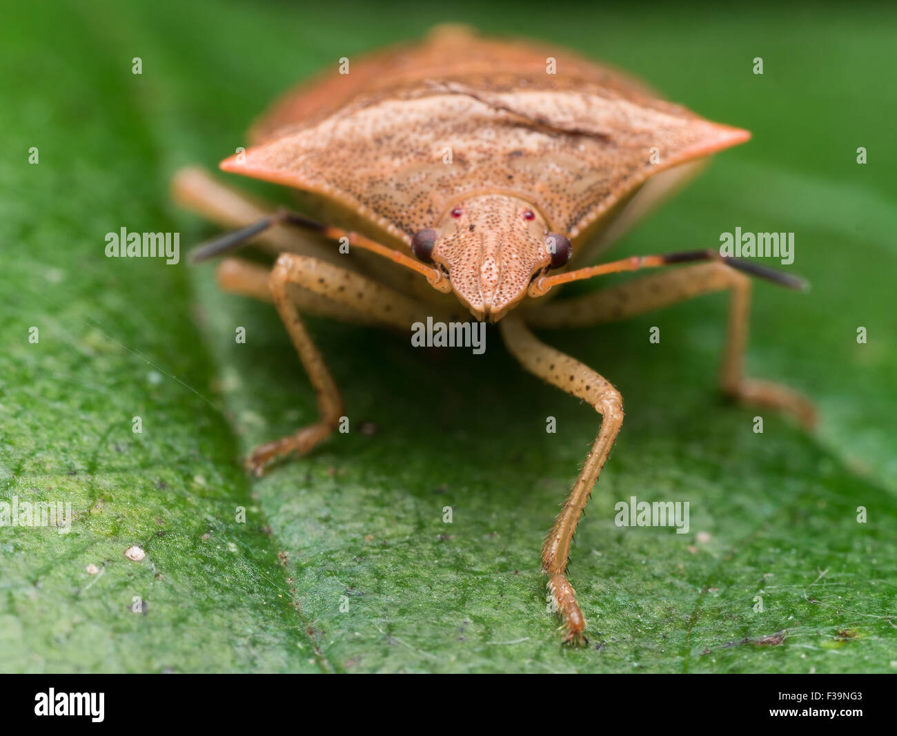 Porträt eines braunen Marmorated Stink Bugs direkt zu sehen Stockfoto