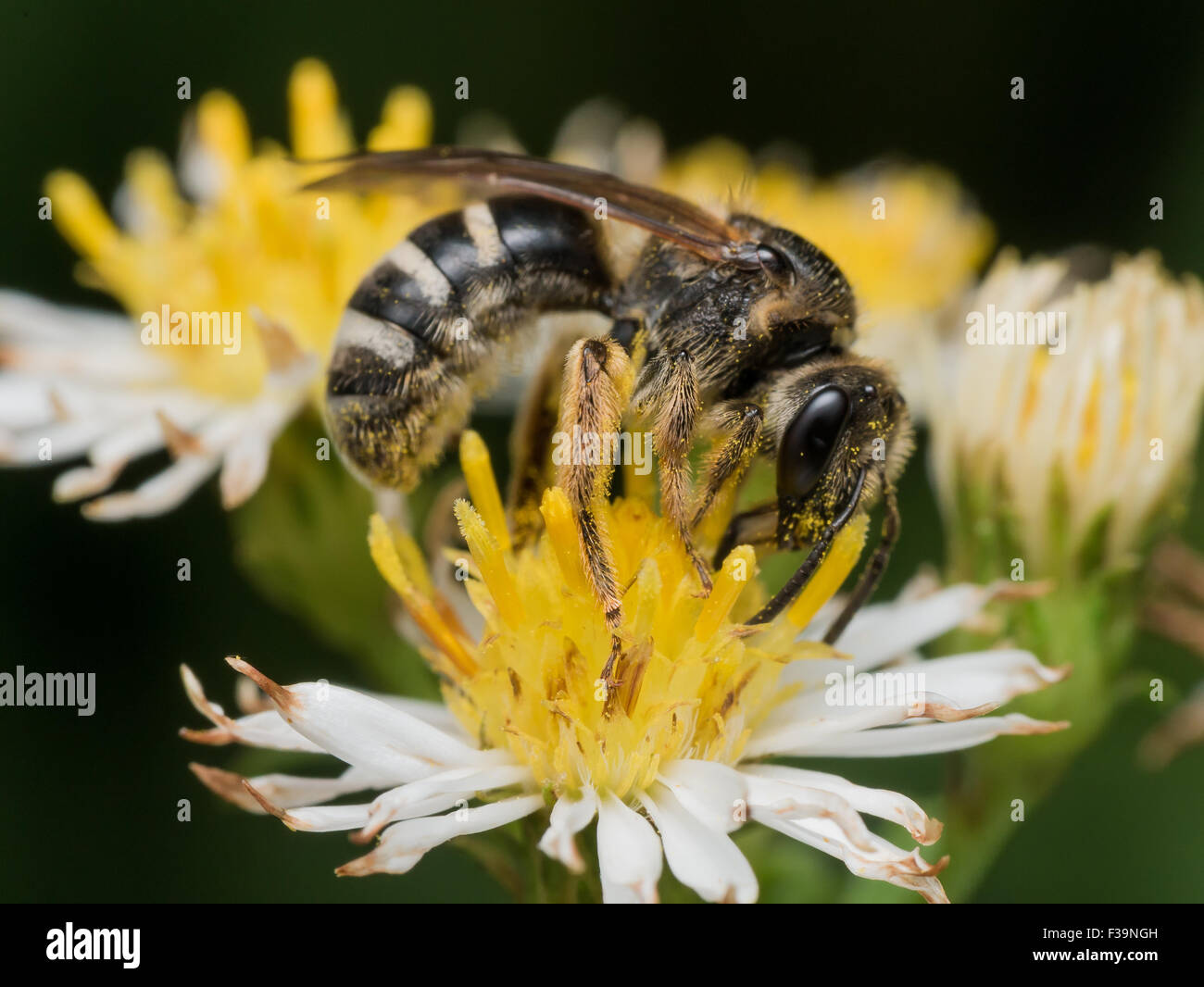 schwarze Wespe Auszüge Blütenstaub weiße Aster mit Blumen im Hintergrund Stockfoto