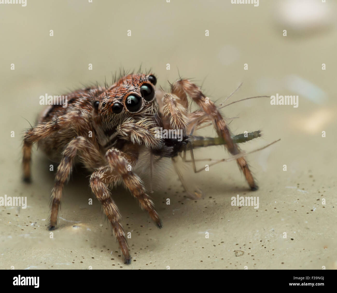 Kleine Springspinne sucht während des Essens Fehler. Stockfoto