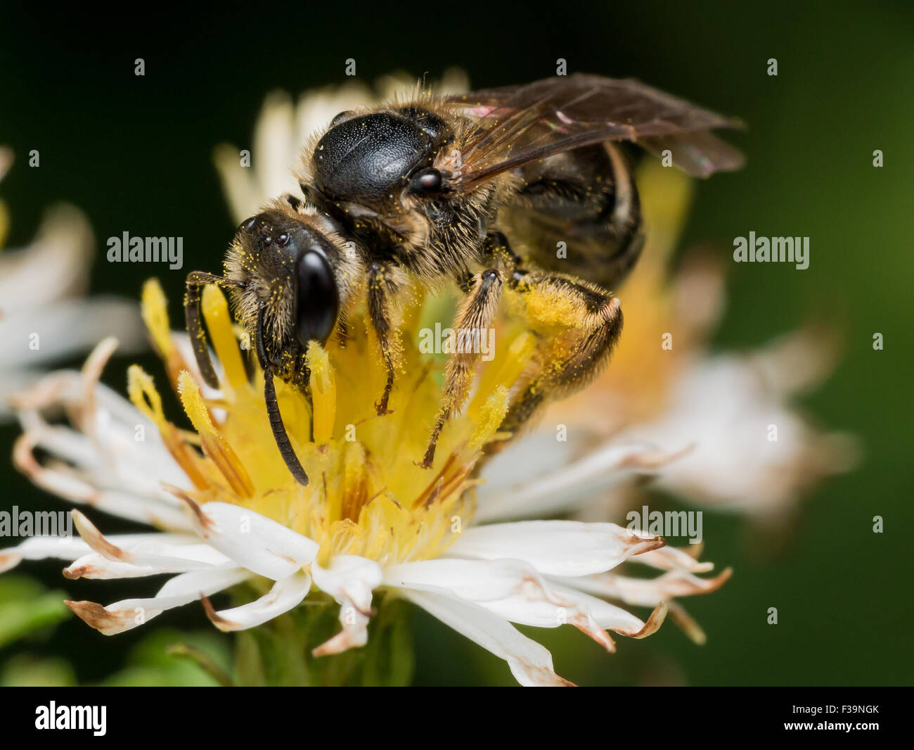 schwarze Wespe Auszüge Blütenstaub weiße Aster mit Blumen im Hintergrund Stockfoto