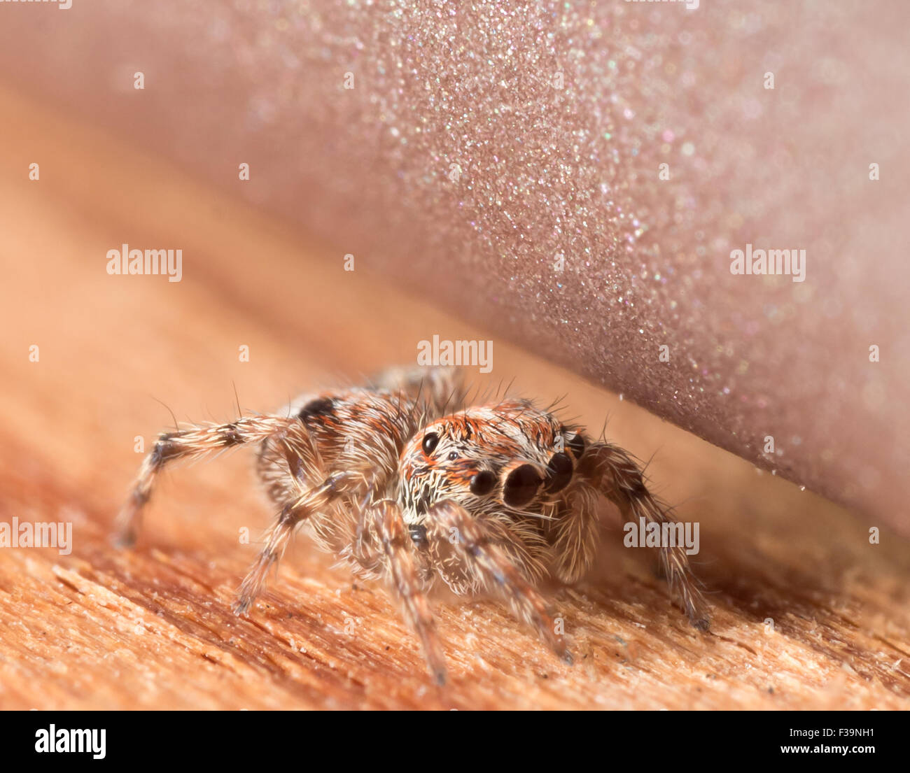 Niedliche kleine Springspinne versteckt sich auf der Holzoberfläche Stockfoto