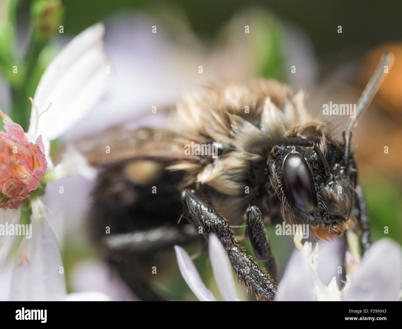 Einweichen nasse Hummel Auszüge Pollen aus weiße Blume Stockfoto