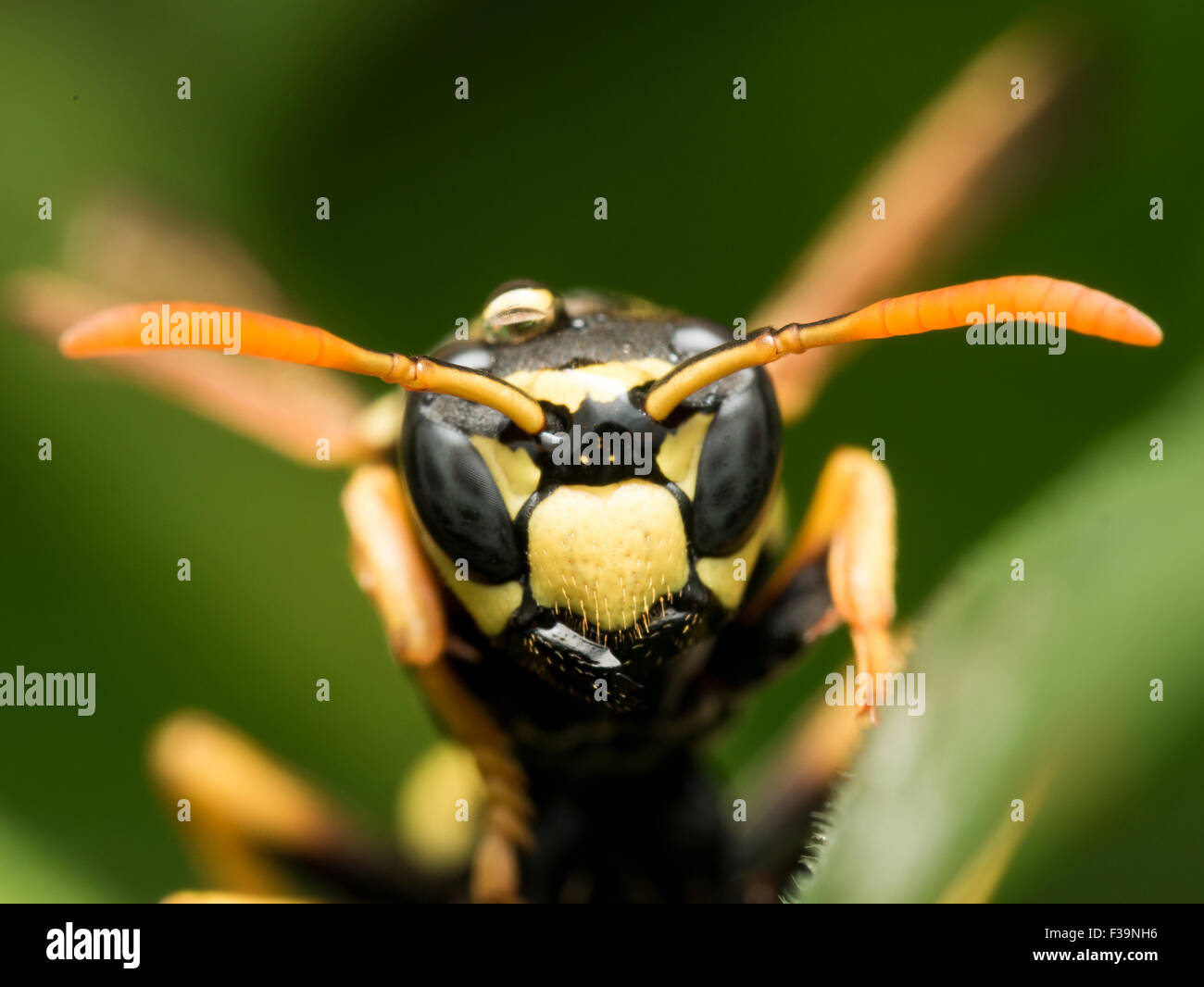 Schwarze und gelbe Wespe auf dem grünen Rasen frontal Nahaufnahme Stockfoto