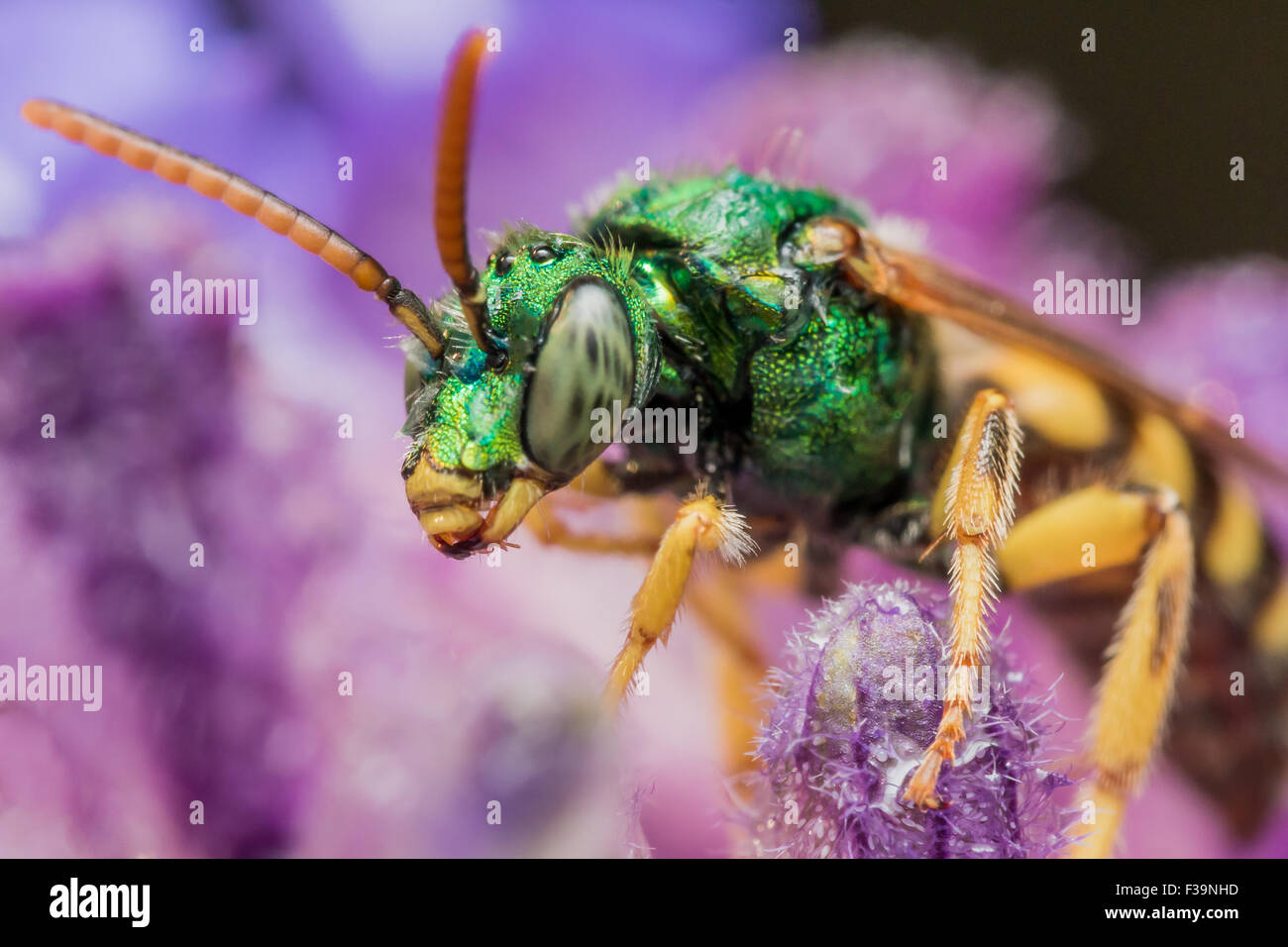 Metallische grüne Sweat Biene auf lila Blume Stockfoto