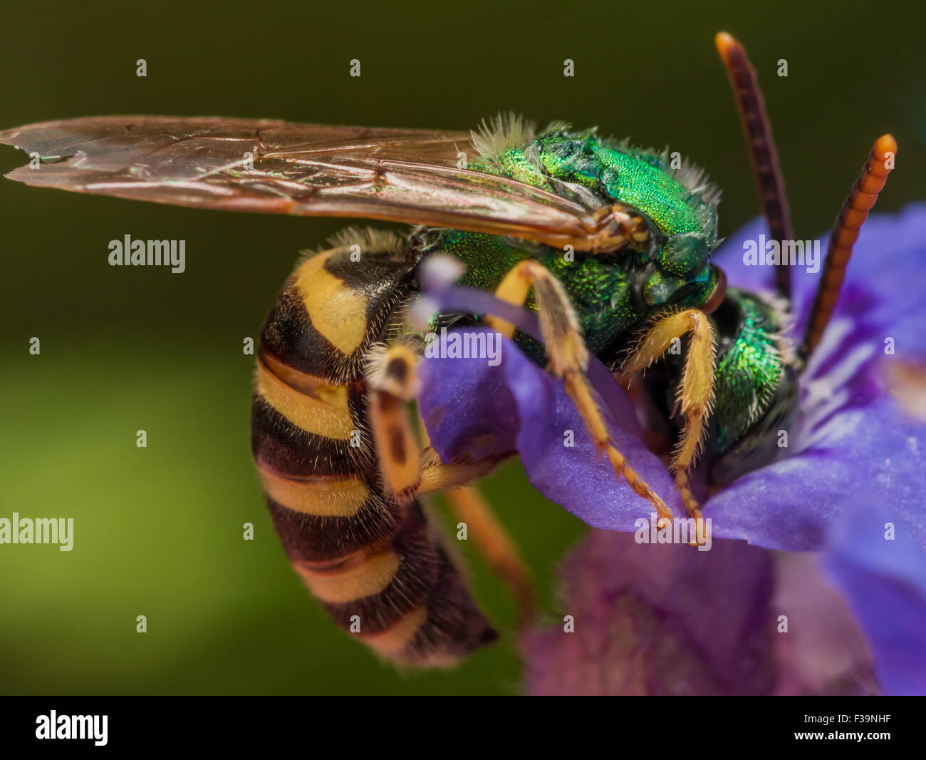 Metallische grüne Sweat Biene auf lila Blume Stockfoto