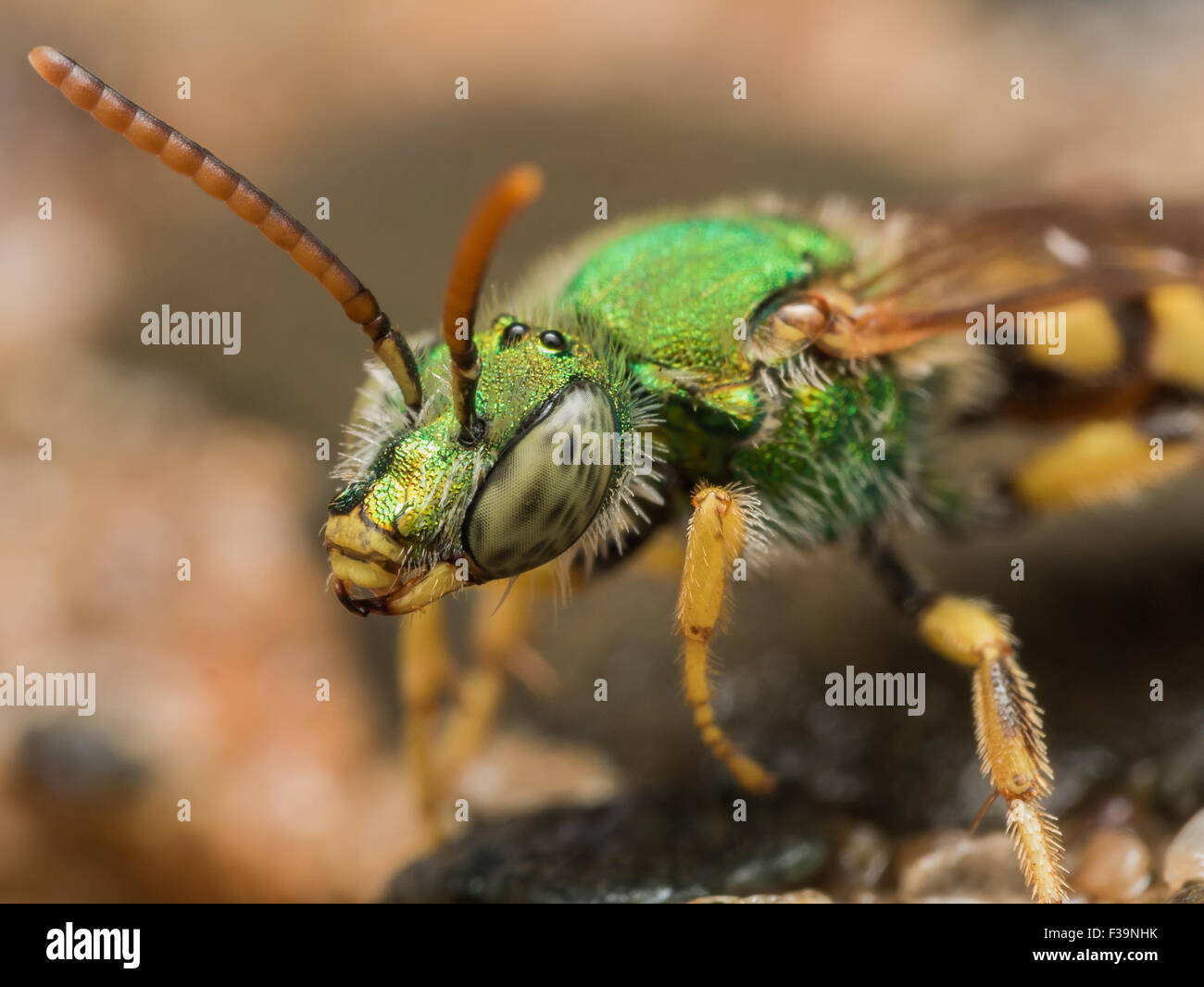 Metallische grüne Sweat Biene auf lila Blume Stockfoto