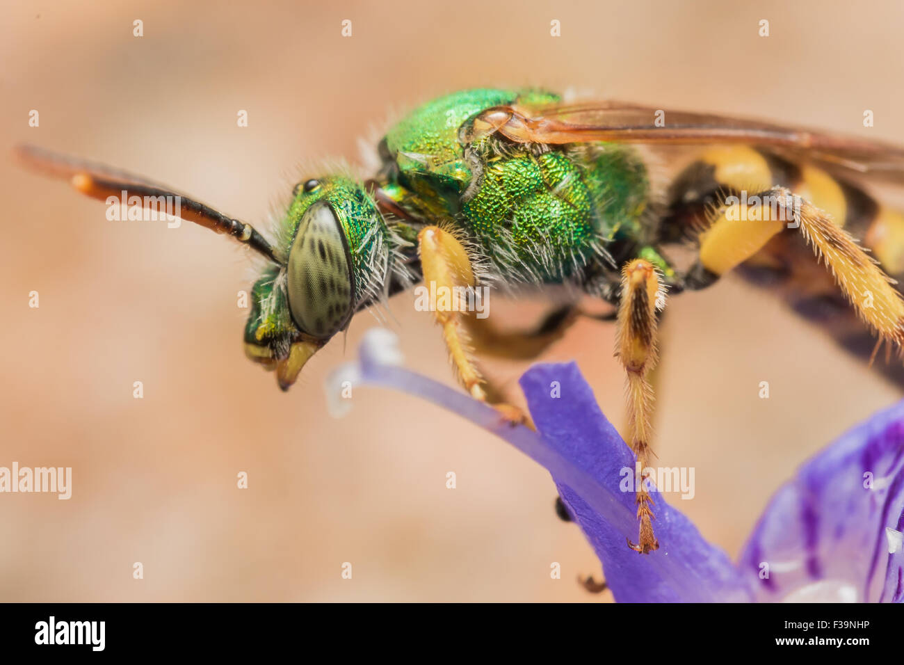 Metallische grüne Sweat Biene auf lila Blume Stockfoto