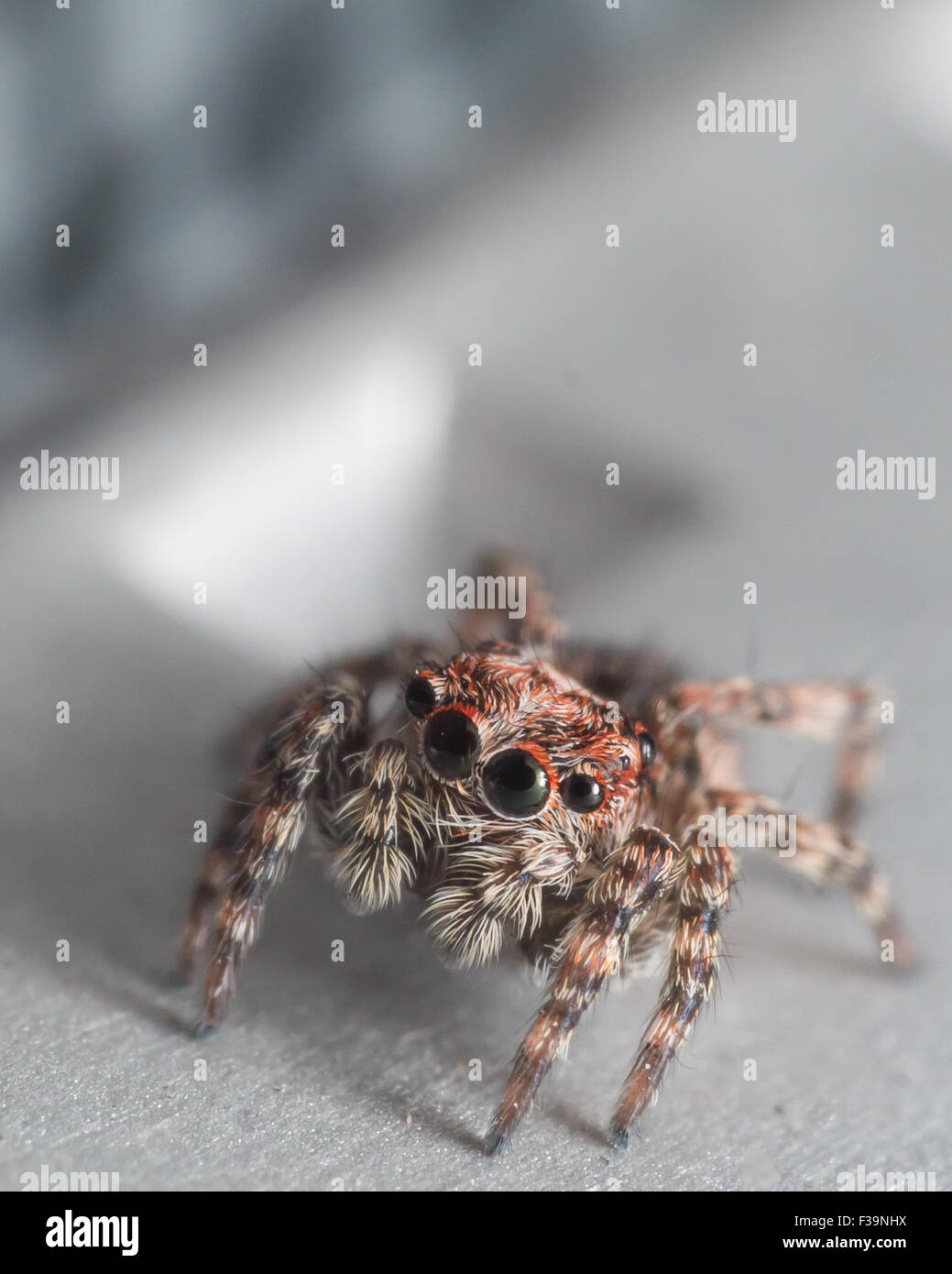 kleine Springspinne mit roten um Augen schaut Stockfoto