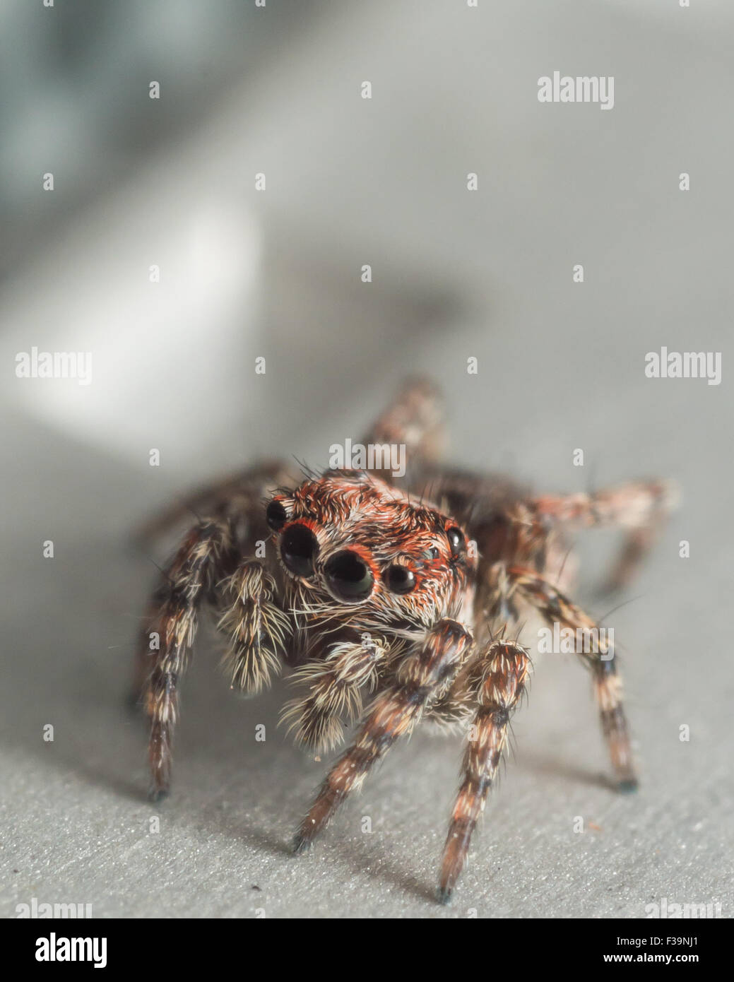 Niedliche Jugendlichen Springspinne mit großen Augen Stockfoto