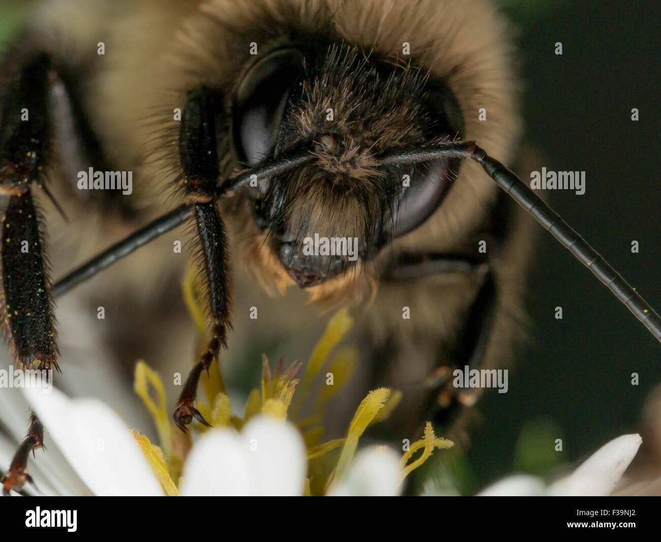 Bumble Bee Tücher Antenne Stockfoto