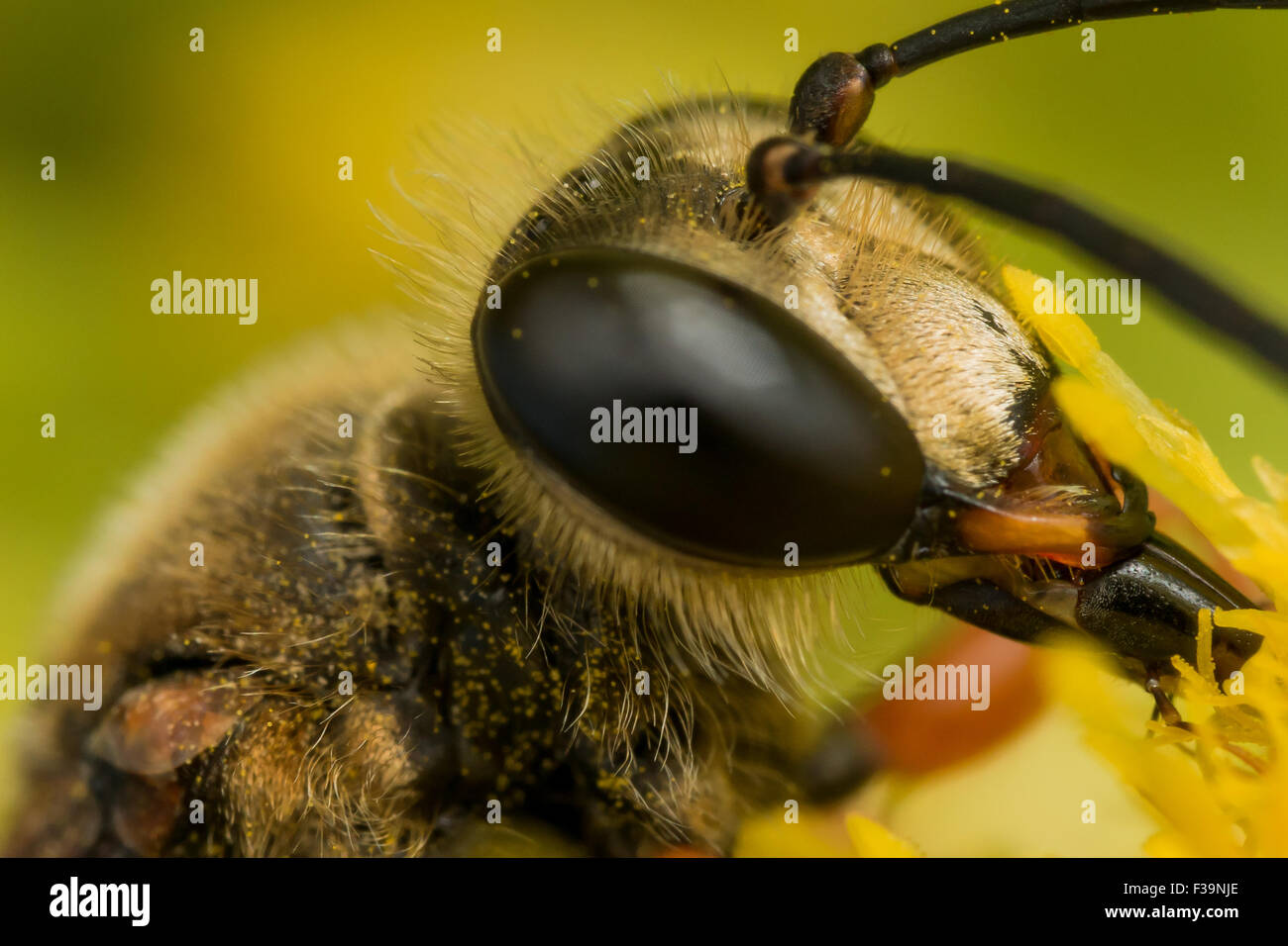 Große goldene Digger Wespe immer Blütenstaub von Goldrute Stockfoto