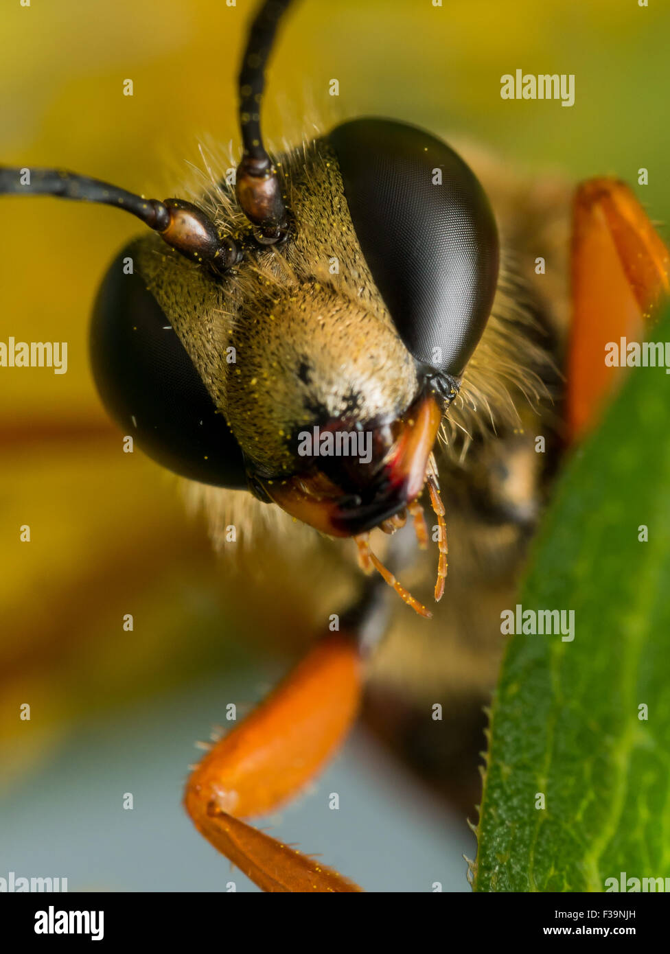 Close-up Portrait des großen golden Digger Wespe Gesicht Stockfoto