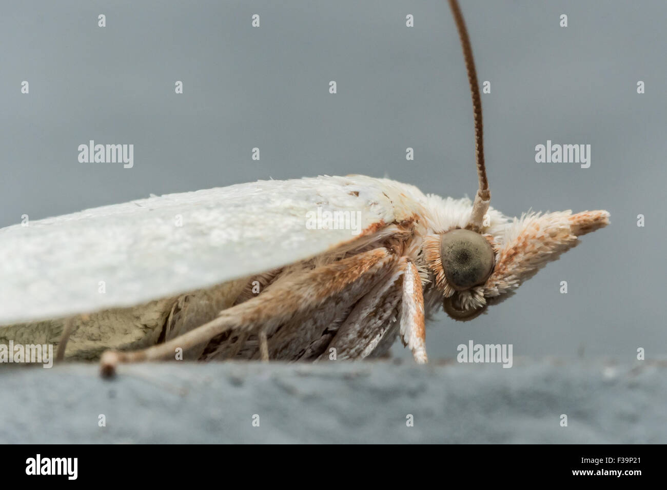 Weiße Motte mit grünen Augen auf graue Oberfläche Höhenplan Stockfoto