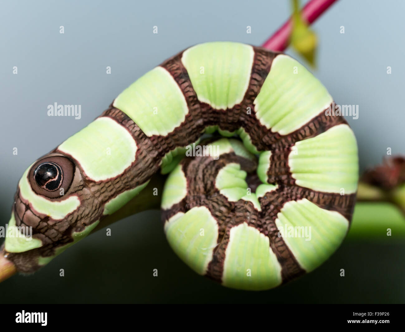 Hell grün Sphinx Motte Caterpillar mit großen braunen Augen vor Ort Stockfoto