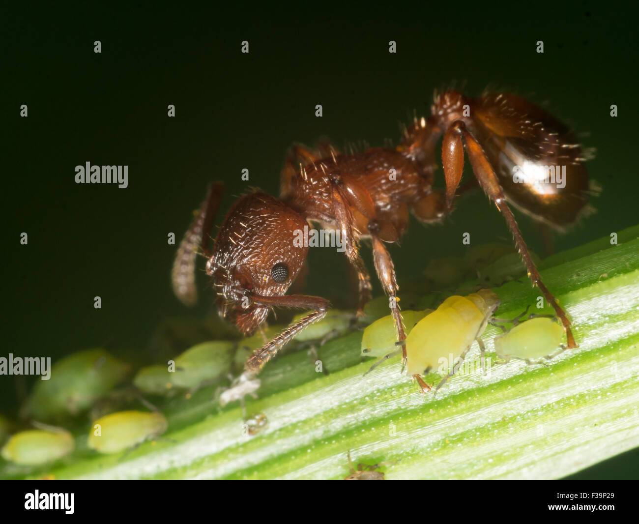 Red Ant Herden kleine grüne Blattläuse auf Grünpflanze stammen mit schwarzem Hintergrund Stockfoto