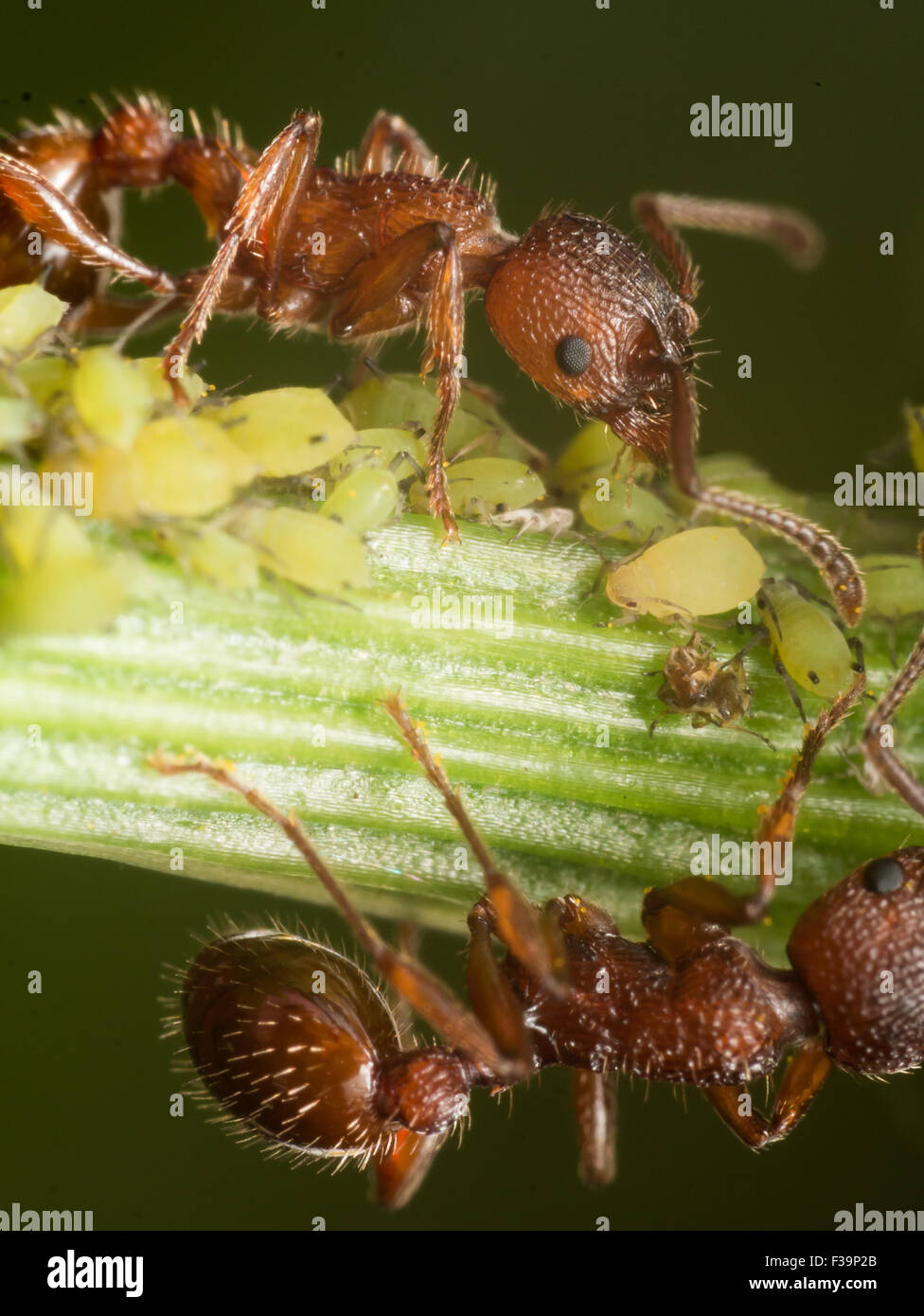 Red Ant Herden kleine grüne Blattläuse auf Grünpflanze stammen mit schwarzem Hintergrund Stockfoto