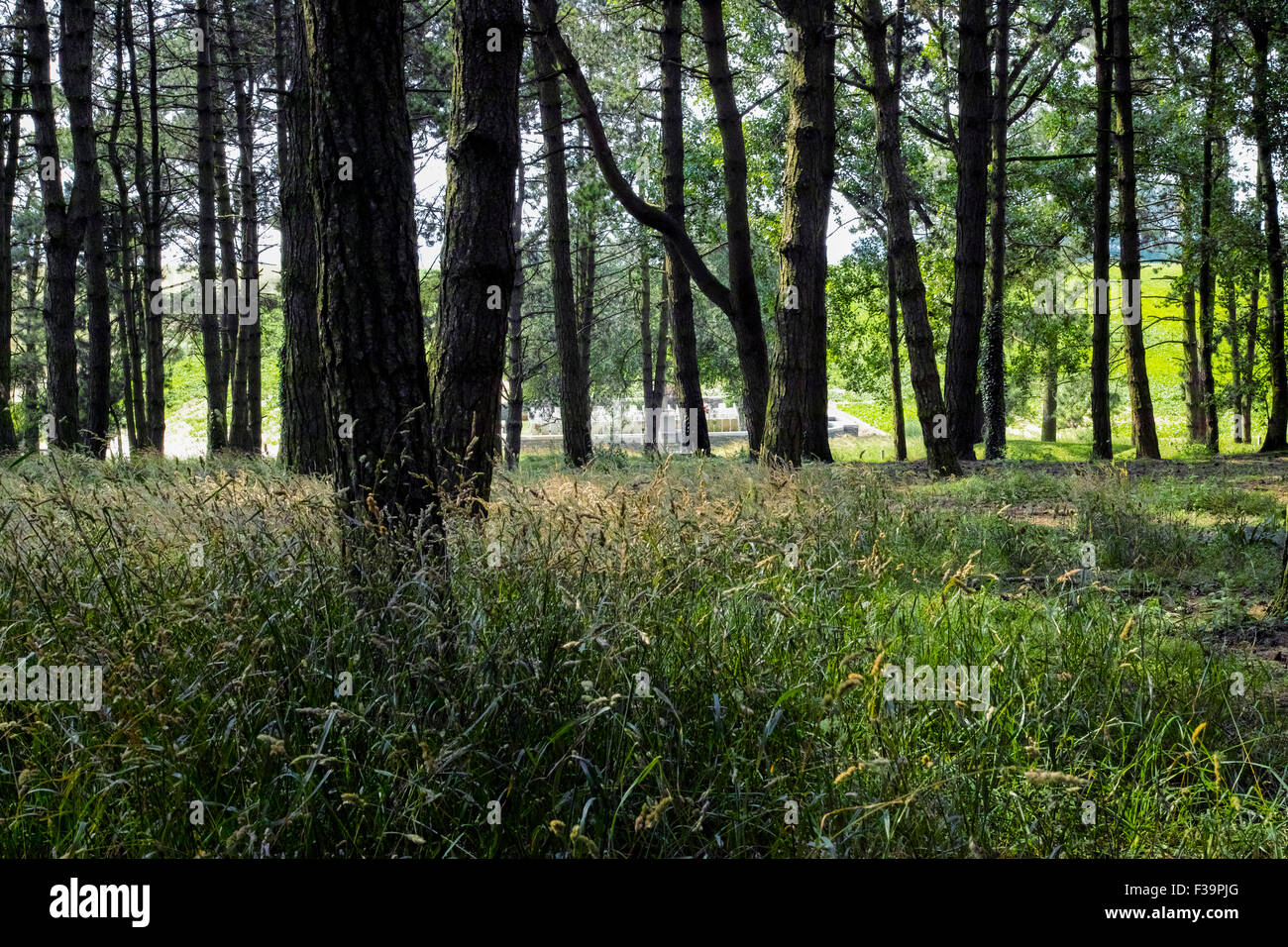 Sheffield Memorial Park in der Nähe von Serre an vorderster Front der Schlacht von einigen für die Pals-Bataillone aus West Yorkshire Stockfoto