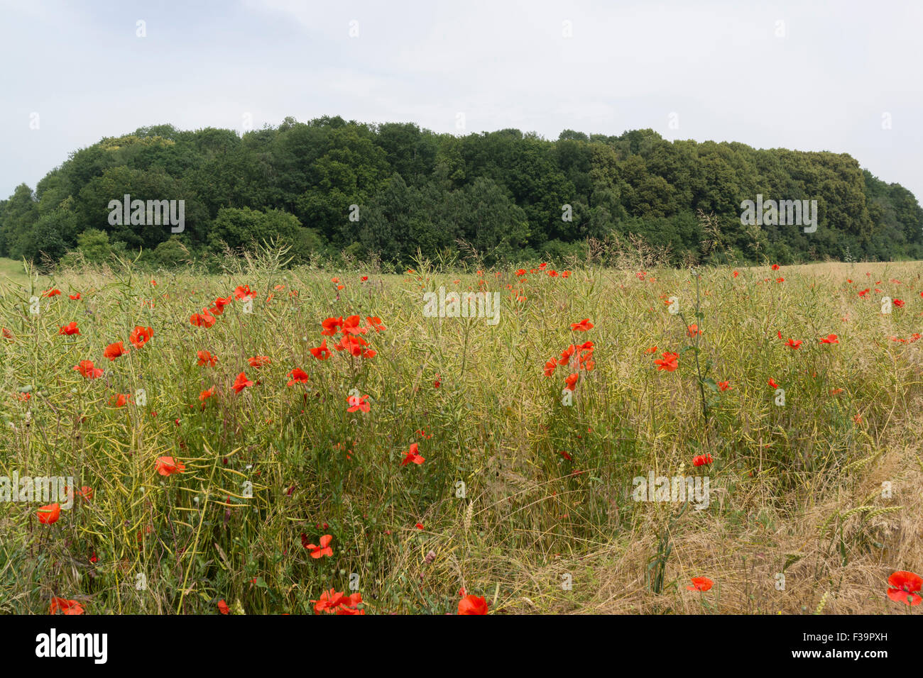 Mametz Wood Schauplatz von heftigen Kämpfen während der Schlacht an der Somme 1916 zwischen 36. Welsh Division und preußischen Garde Stockfoto