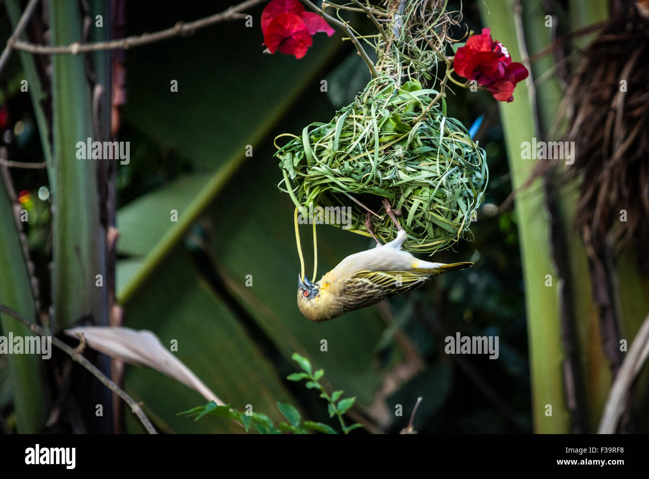 Weibliche Maskierte Weaver Bird, Ploceus velatus, baut und webt ein Nest in der afrikanischen Republik Stockfoto