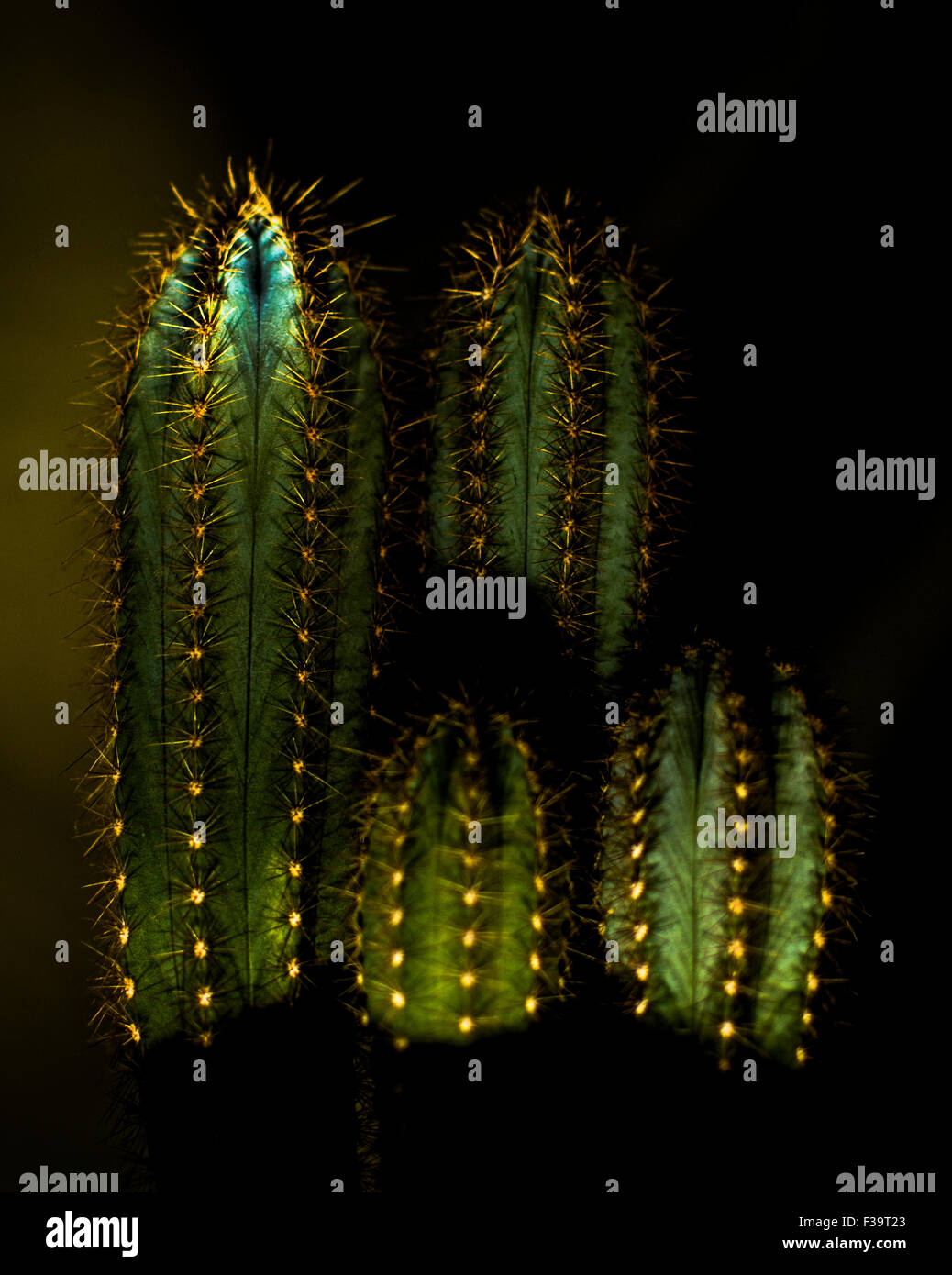 Ein Kakteen-Familie. Stockfoto