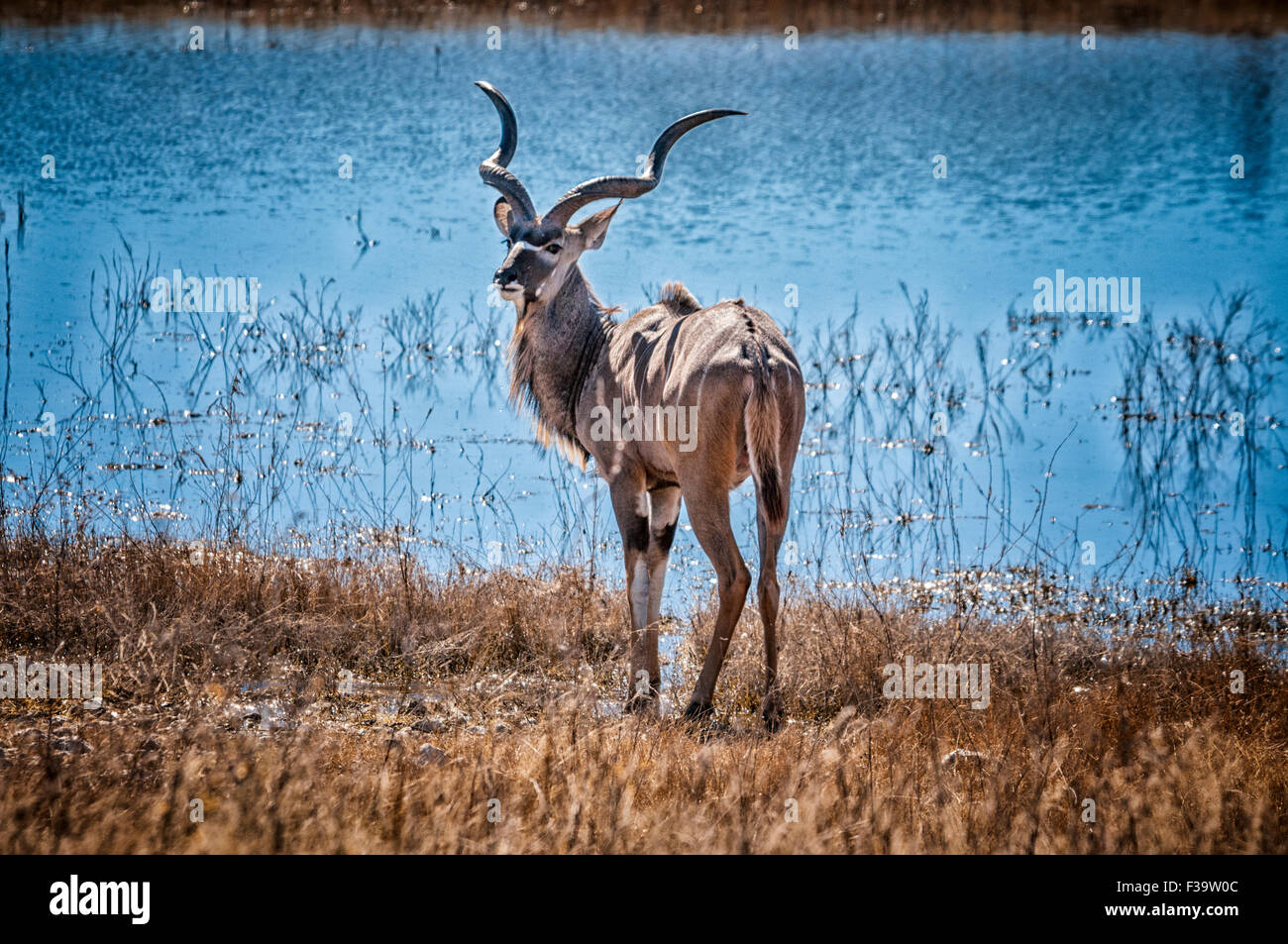 Einsame männliche große Kudu, Tragelaphus Strepsiceros, stand ein Wasserloch, Etosha Nationalpark, Namibia, Südliches Afrika Stockfoto