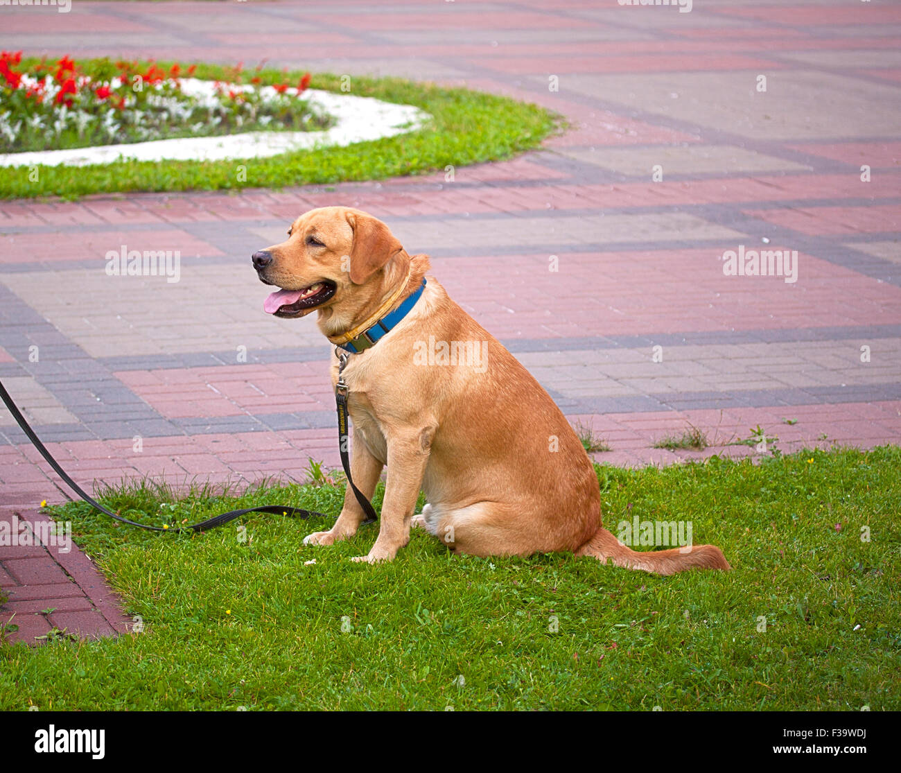roter Hund in blauen Kragen sitzen im park Stockfoto