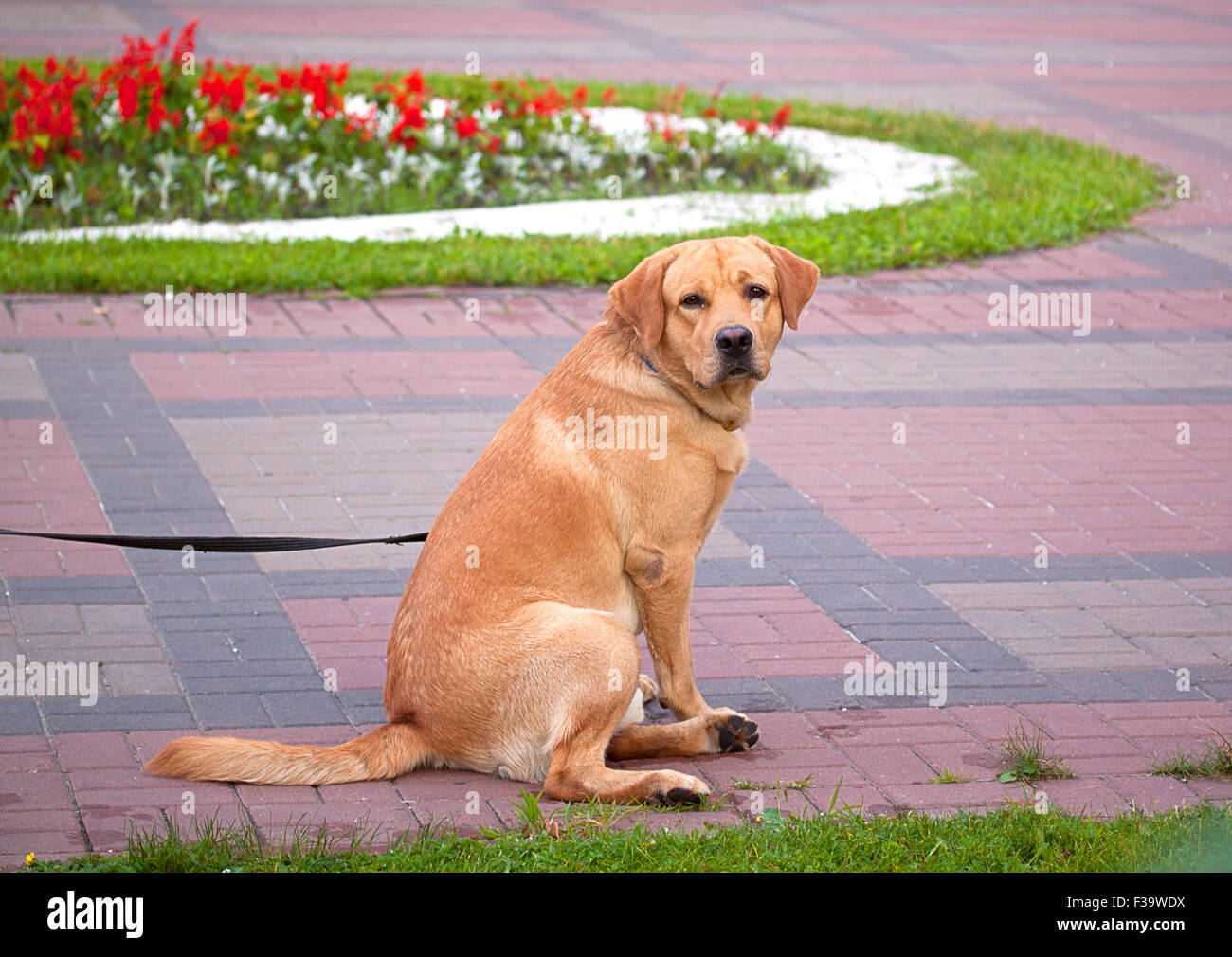 roter Hund in blauen Kragen sitzen im park Stockfoto