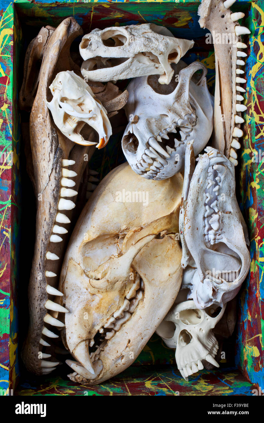 Tierknochen Stockfotos und -bilder Kaufen - Alamy