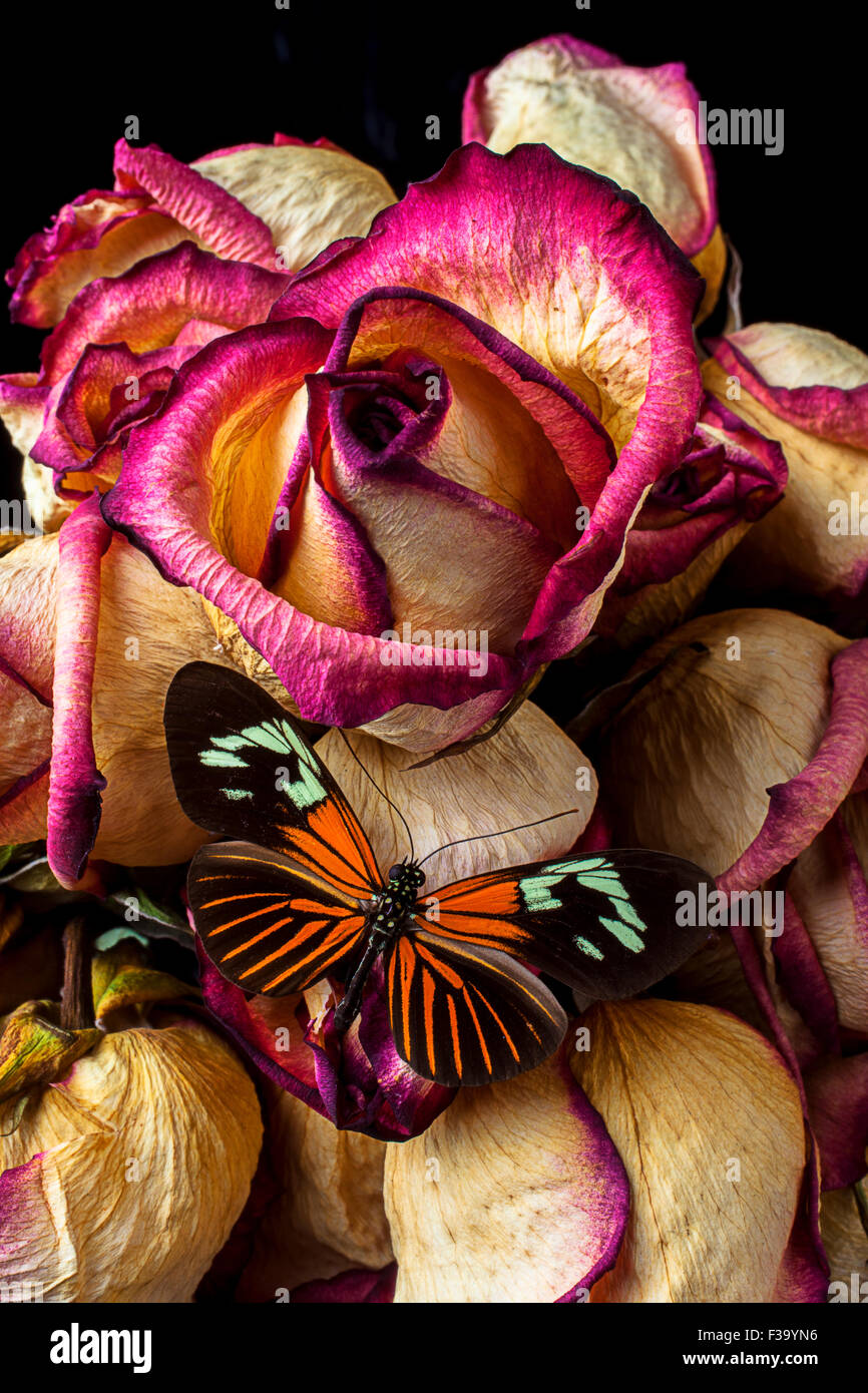 Getrocknete Rose und Schmetterling Stockfoto