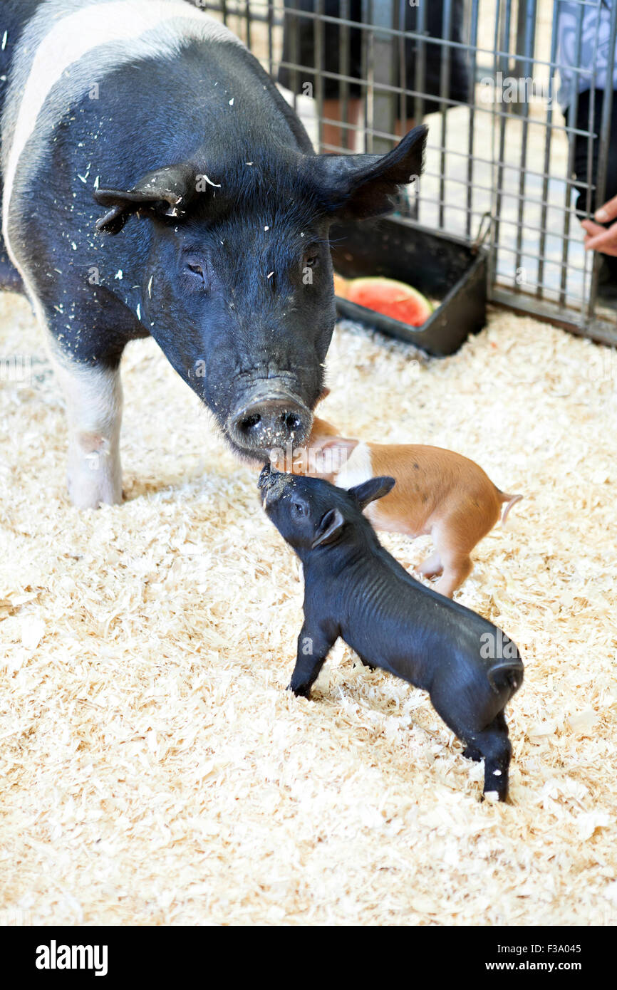 Schwarze Schweine Stockfoto Schwarze Schweine Stockfoto