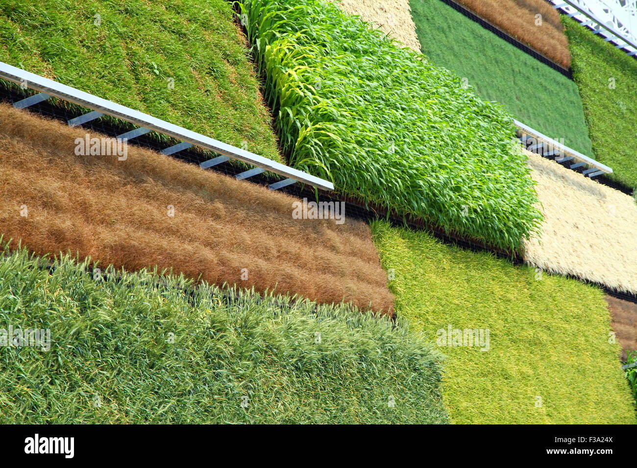 Getreide an der Wand des israelischen Pavillons auf der Expo 2015 in Mailand, Italien Stockfoto